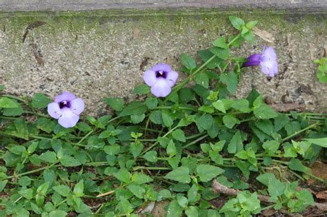 釘地蜈蚣禁忌|釘地蜈蚣